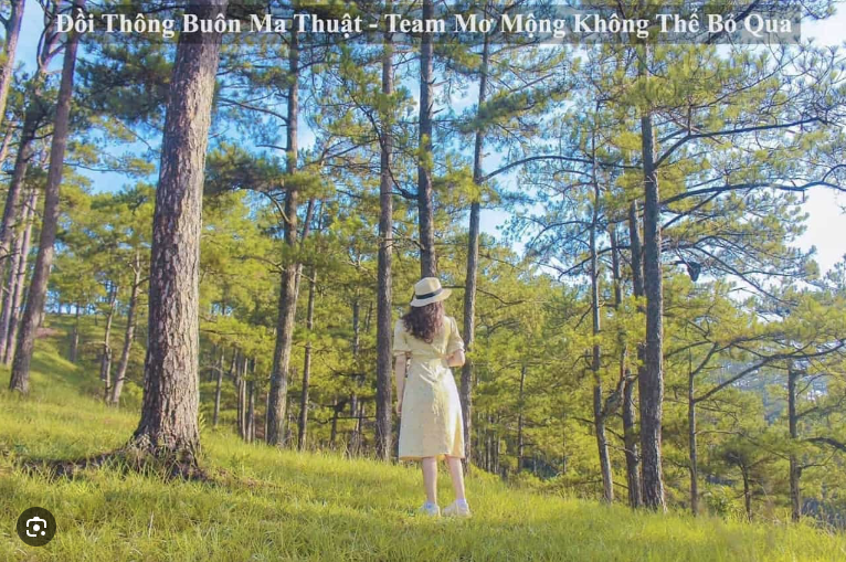 Đồi thông Ea Tam